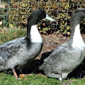 Blue Swedish Duck