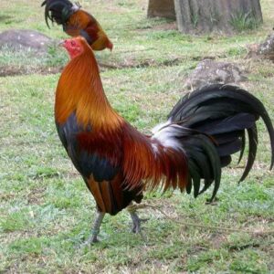 Blueface Hatch