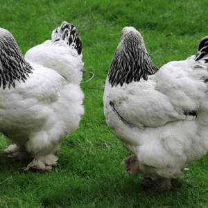 LIGHT BRAHMA CHICKS