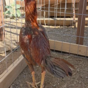 Brazilian Pumpkin gamefowl stag for sale