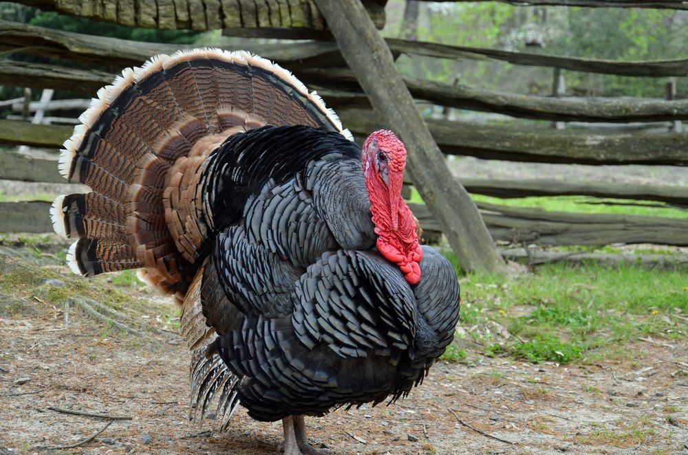 Broad Breasted Bronze Turkeys For Sale