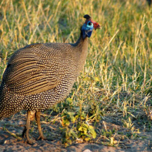 Brown Guineas