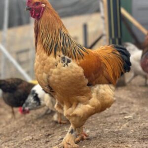 buff brahma roosters for sale