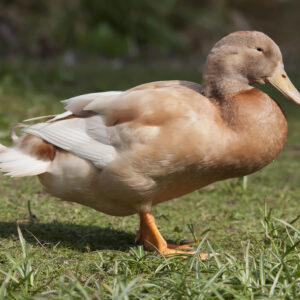 Buy Buff Duck for sale With 2 Egg