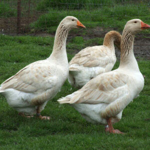 Buy Buff Geese For Sale
