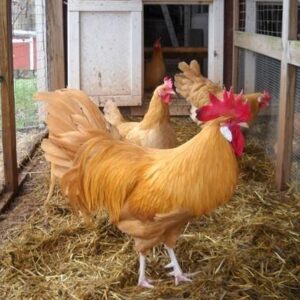 Buff Minorcas Chickens