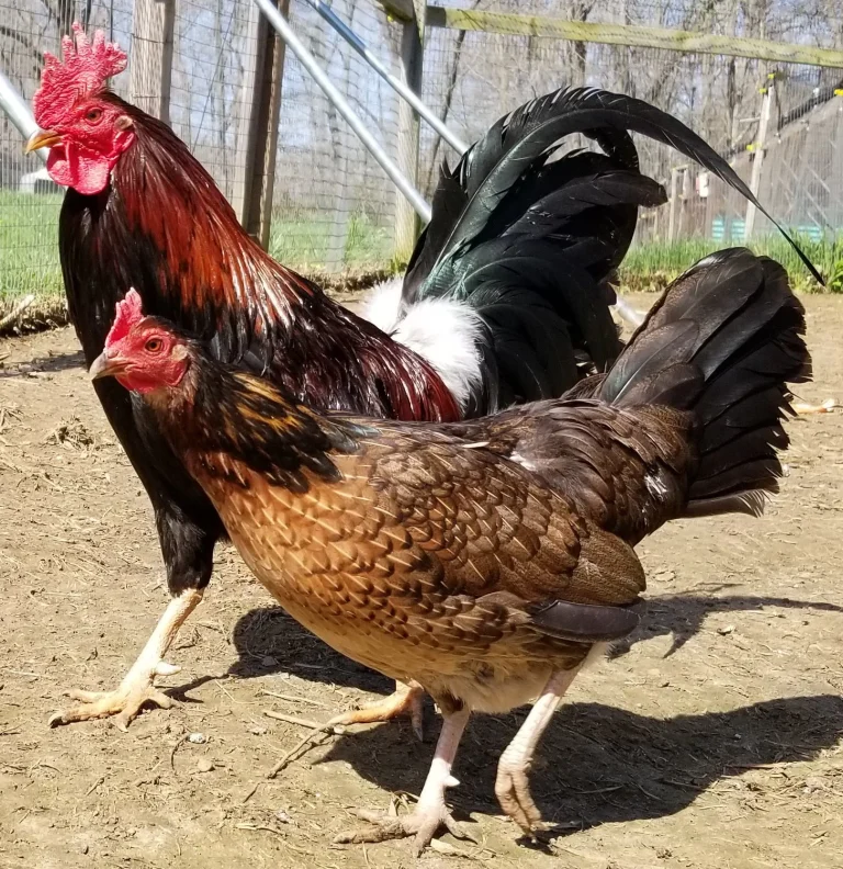 Madigan Claret Hens for Sale - Image 2