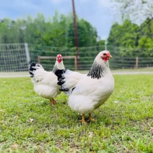 columbian wyandotte chickens for sale