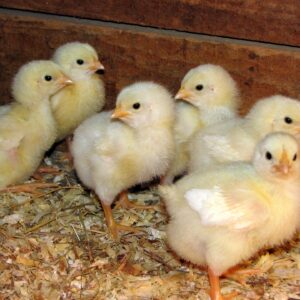 Buy sexed Rosecomb (RC) Nankin Bantam day-old chicks