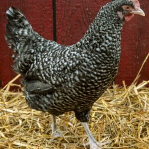 cuckoo maran hens for sale