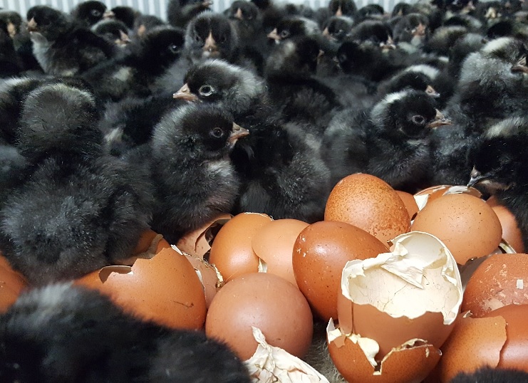 french black copper marans chicks for sale