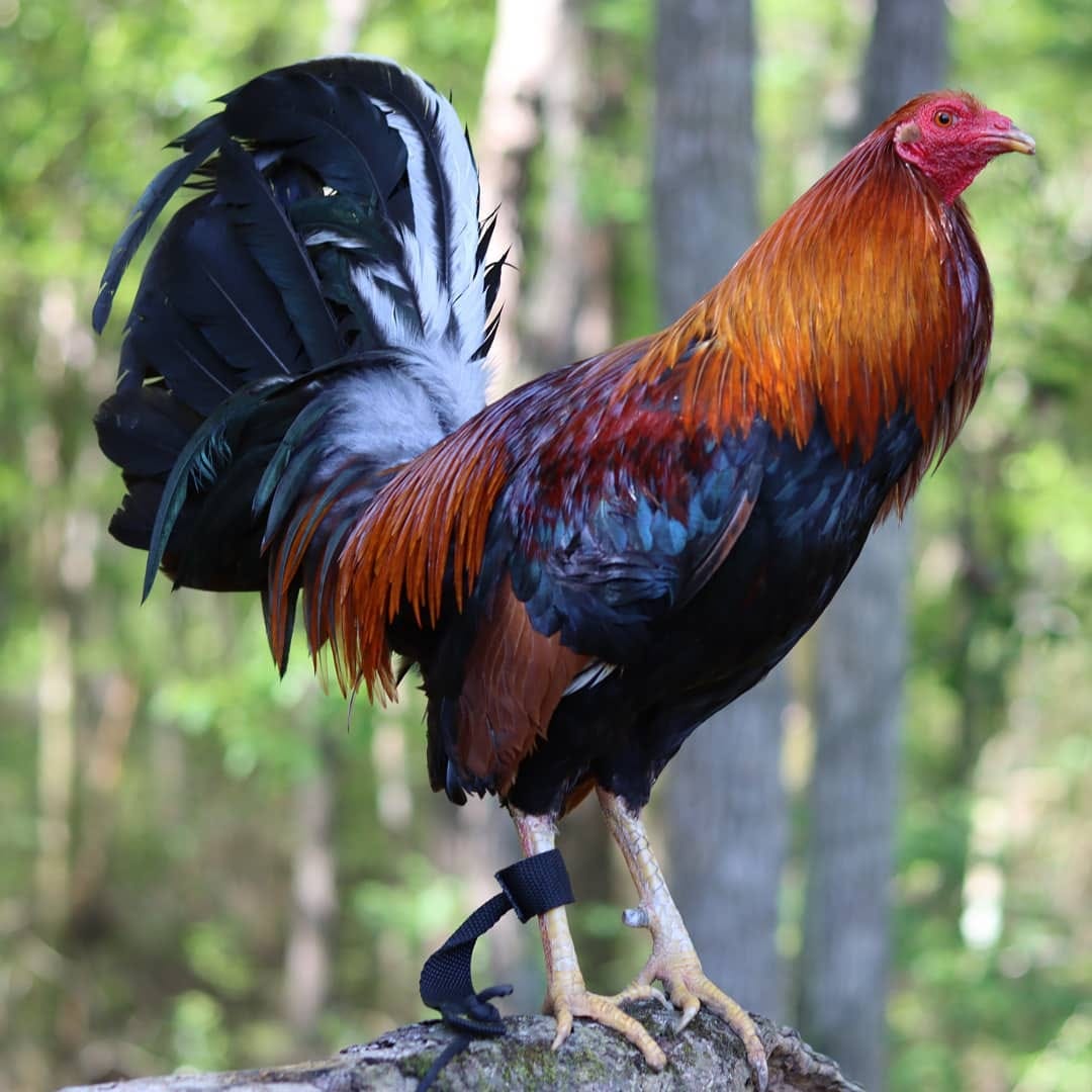 Buy Dark Hatch cock For Sale Now - Image 3