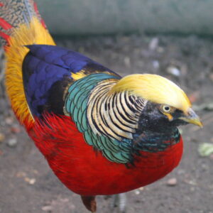 Dark Throated Red Golden Pheasants