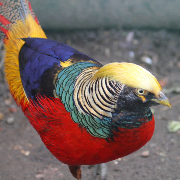 Dark Throated Red Golden Pheasants