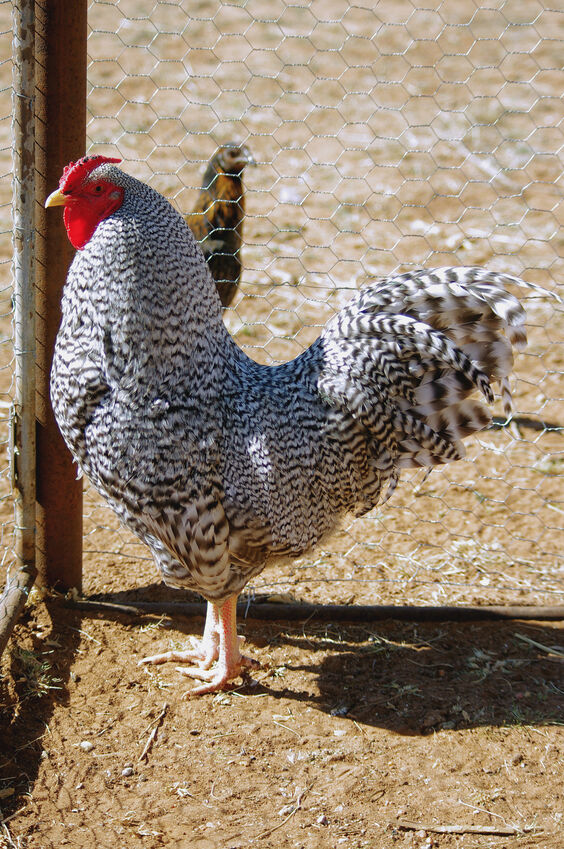 Dominique roosters