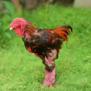 Buy purebred Dong Tao (Dragon Chicken) roosters online
