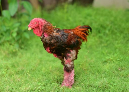 Purebred Dong Tao Hens For Sale - Image 2