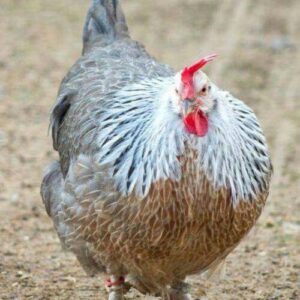 Silver Dorkings Chicken