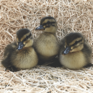 Buy sexed live Mallard day-old ducklings online