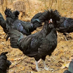 crevecoeur hens for sale