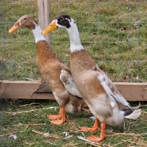 Fawn and White Runner Ducks