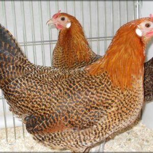 Golden Campines Chickens