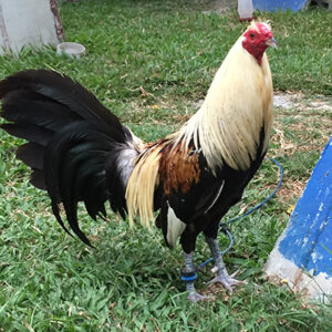 GreyBlades Game Roosters for Sale