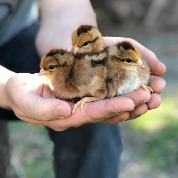 welsummer chicken chicks for sale