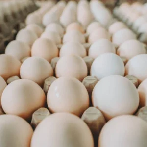 Buy fertile Splash White Crested Polish hatching eggs online