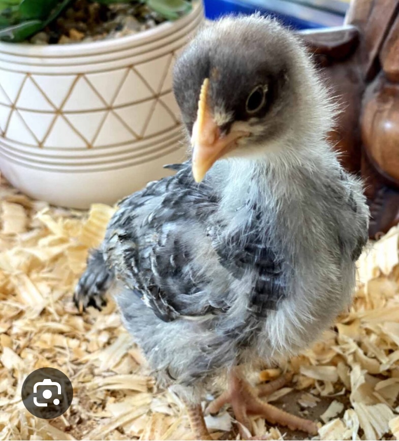 sapphire gem chicken for sale