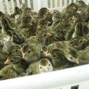 French Pearl Guinea Keets for Sale