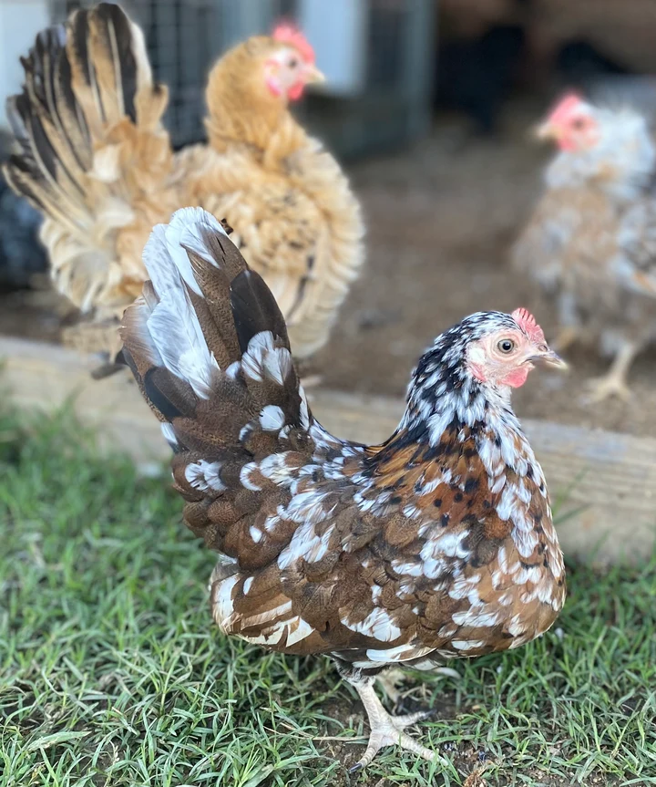 Buy purebred American Serama hens online