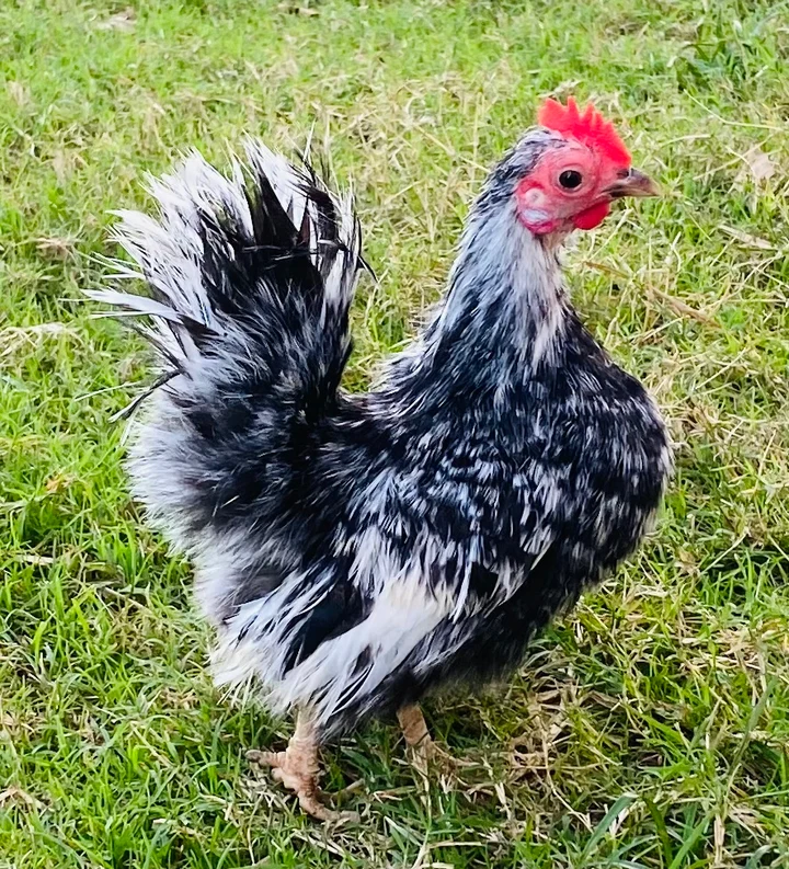 Buy purebred American Serama hens online - Image 2