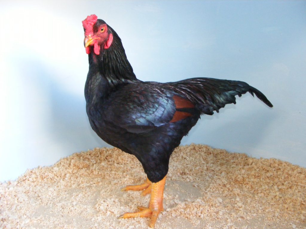 indian game chickens for sale - Image 2
