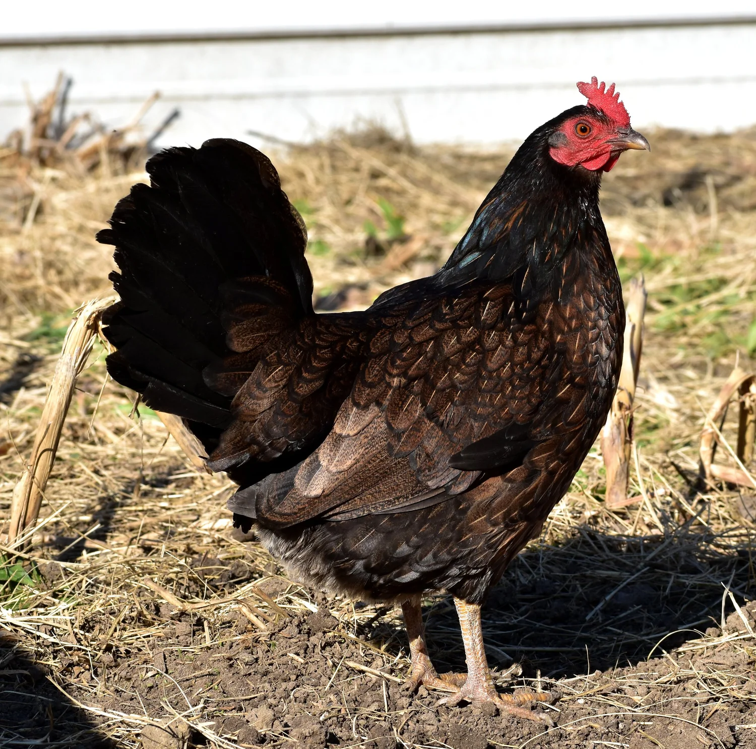 Madigan Claret Gamefowl Hatching Eggs for Sale - Image 3