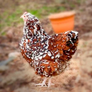 jubilee orpington hens for sale