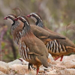 Juvenile Barbary Partridge