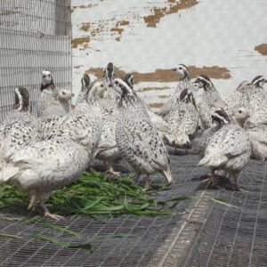 Juvenile Snowflake Bobwhite Quail