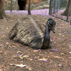 Kangaroo Island Emus