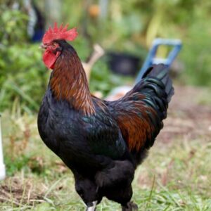 black copper marans roosters for sale