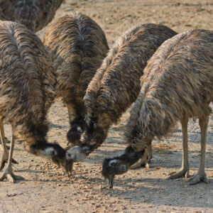 King Island Emus