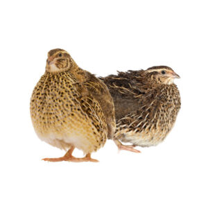 Jumbo Coturnix Quail Chicks