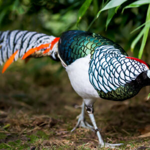 Lady Amherst Pheasants