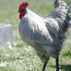 lavender orpington roosters