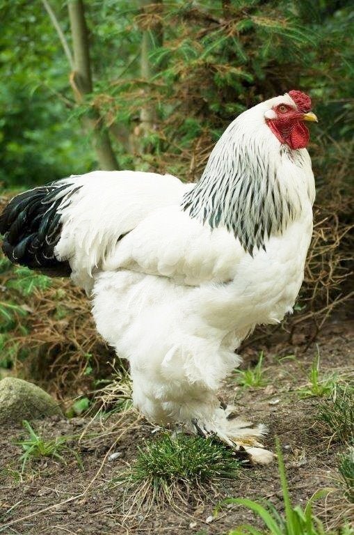light brahma rooster for sale - Image 4