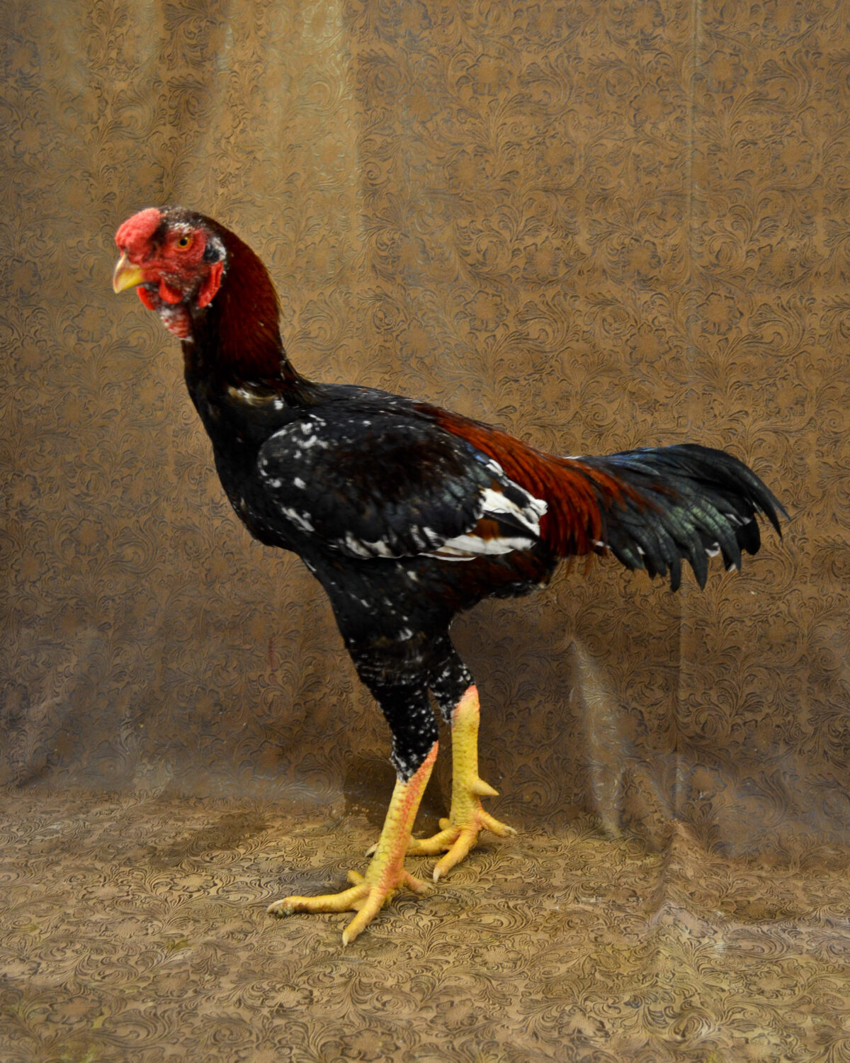 Purebred Malay Gamefowl Roosters for sale