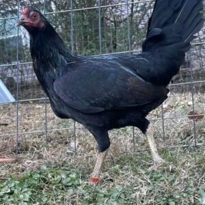 McRae Gamefowl Hens For Sale