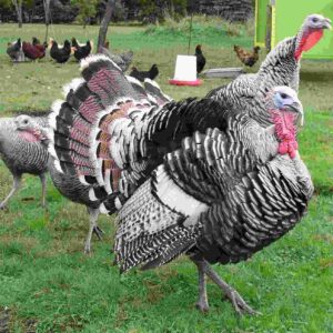 Narragansett Turkeys