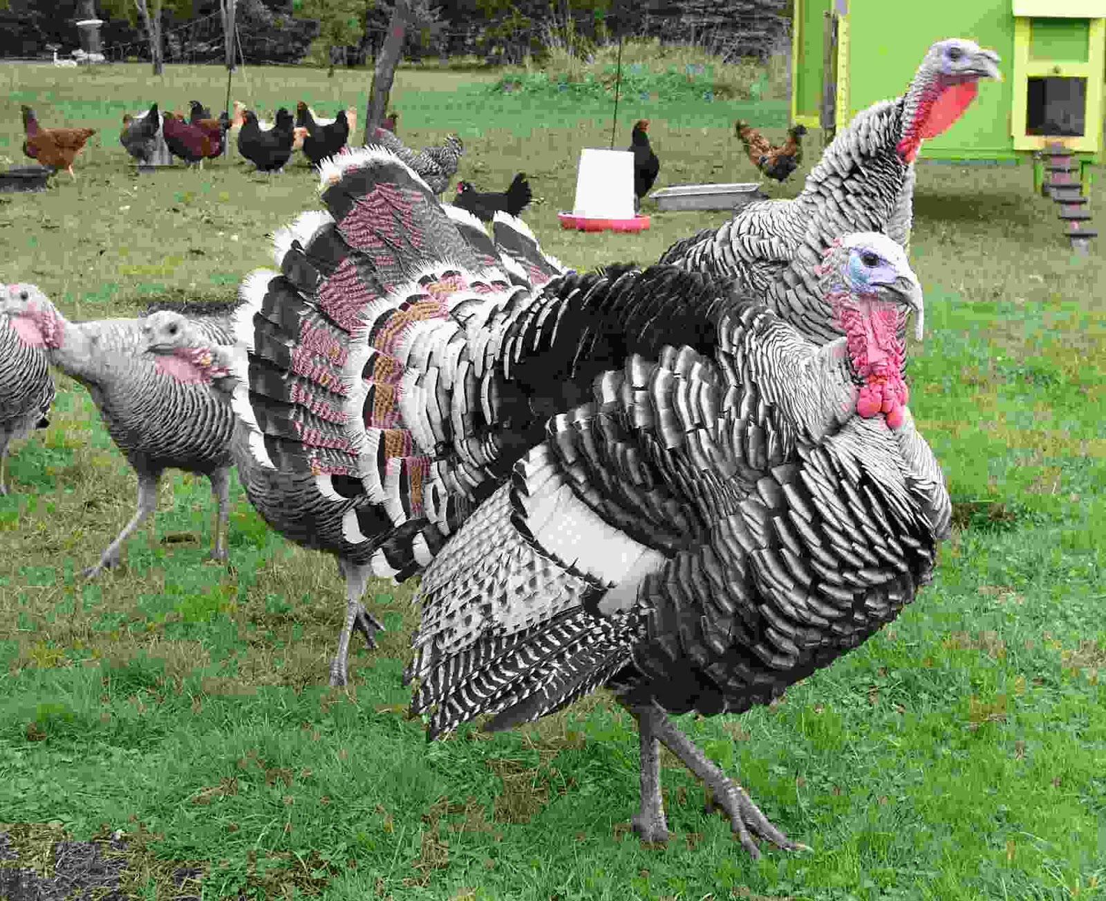 Narragansett Turkeys