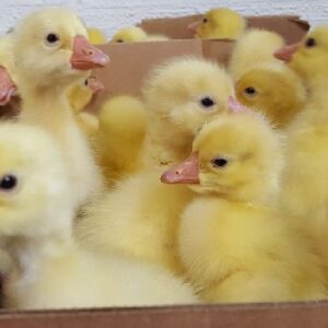 Buy live White Pekin day-old ducklings online